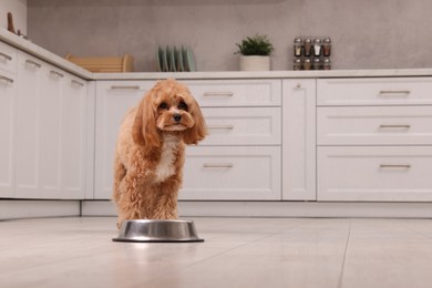 Photo of Cute dog waiting for pet food near feeding bowl at home. Space for text