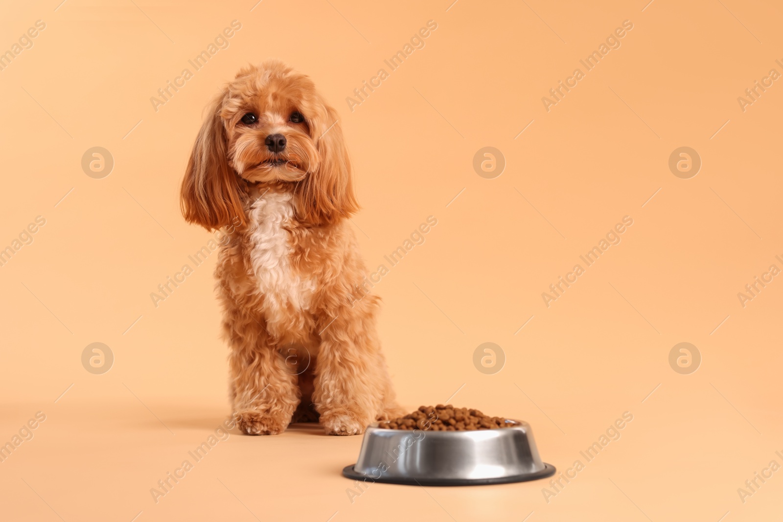 Photo of Feeding bowl with dry pet food and cute dog on beige background. Space for text