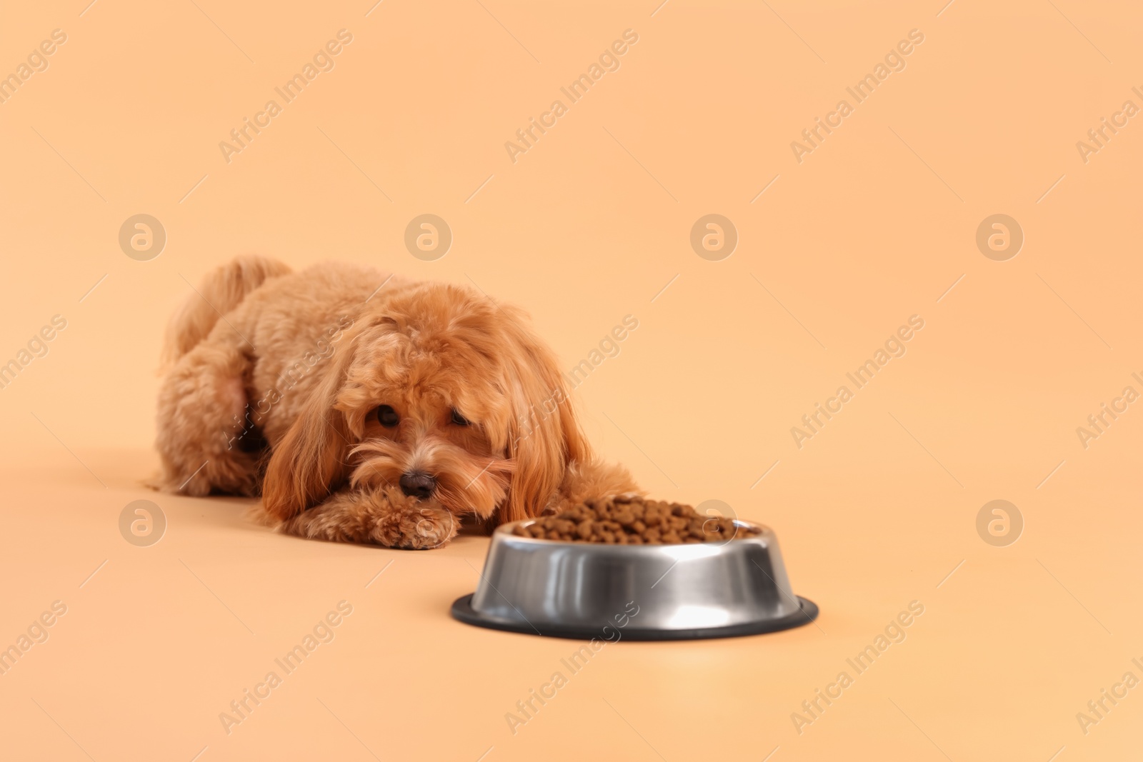 Photo of Feeding bowl with dry pet food and cute dog on beige background. Space for text