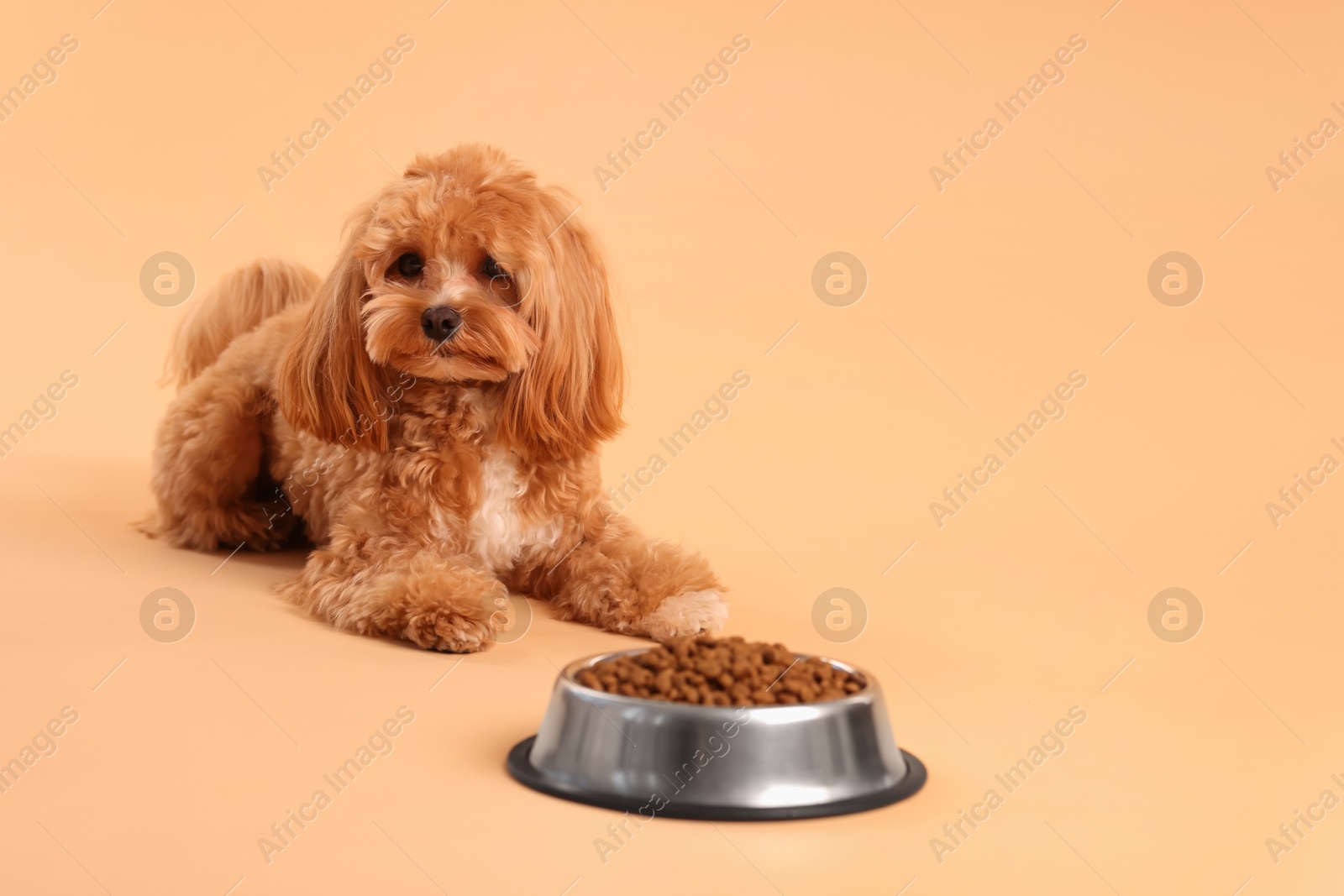 Photo of Feeding bowl with dry pet food and cute dog on beige background. Space for text