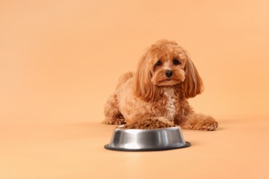 Photo of Feeding bowl with dry pet food and cute dog on beige background. Space for text