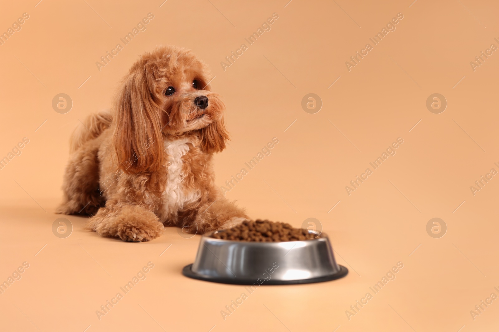 Photo of Feeding bowl with dry pet food and cute dog on beige background. Space for text