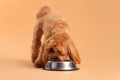 Photo of Cute dog eating pet food from feeding bowl on beige background