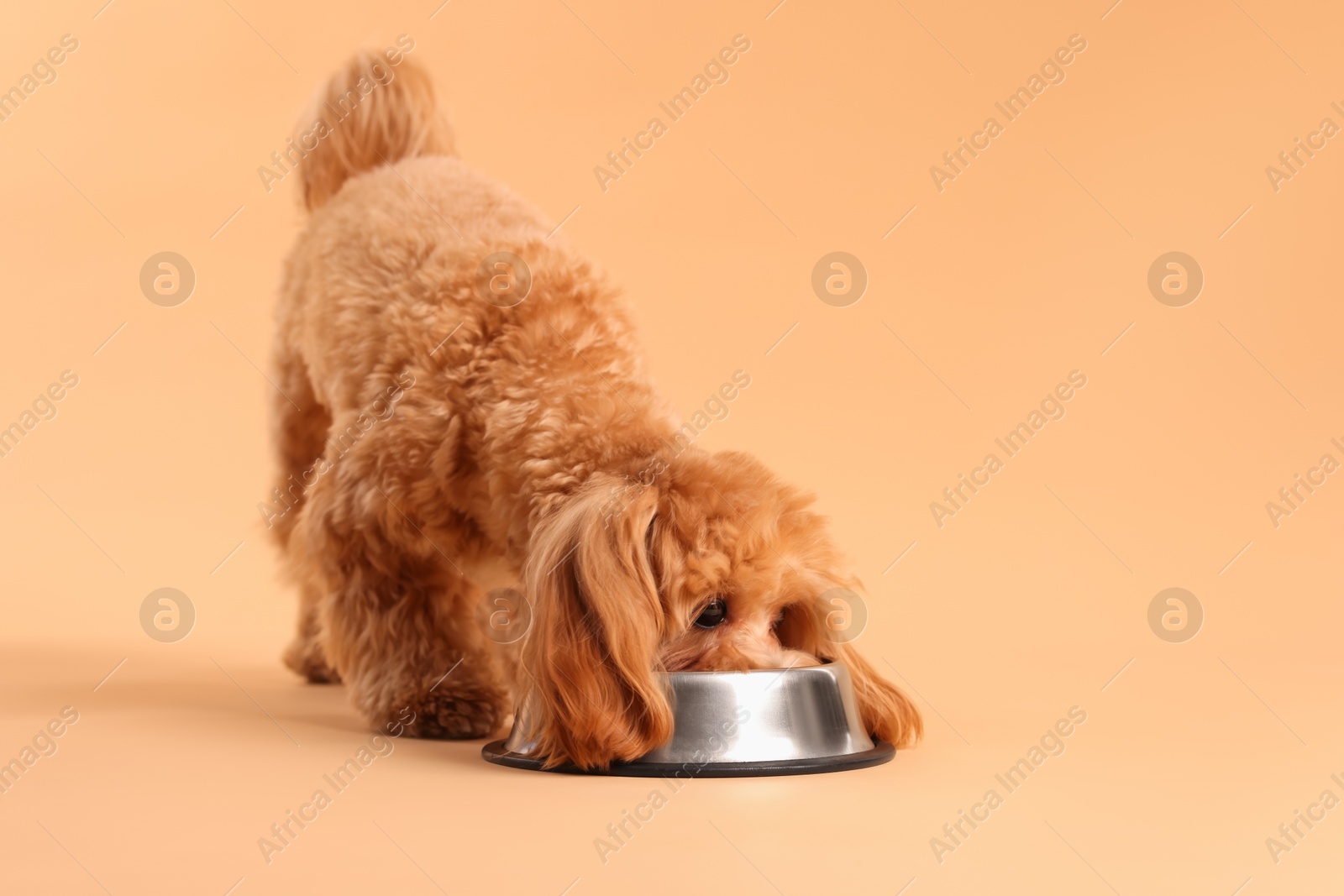 Photo of Cute dog eating pet food from feeding bowl on beige background. Space for text