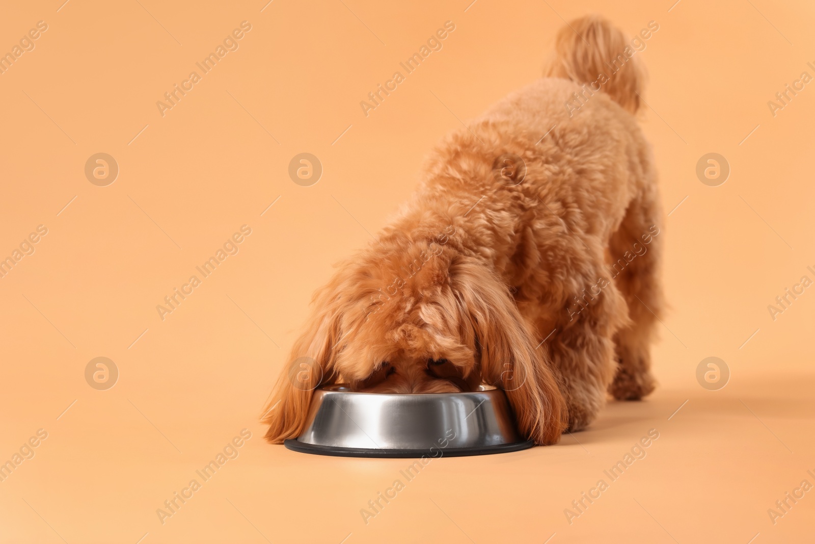 Photo of Cute dog eating pet food from feeding bowl on beige background. Space for text