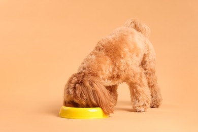 Photo of Cute dog eating pet food from feeding bowl on beige background