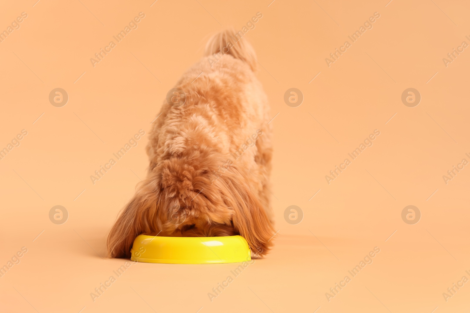 Photo of Cute dog eating pet food from feeding bowl on beige background