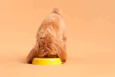 Photo of Cute dog eating pet food from feeding bowl on beige background