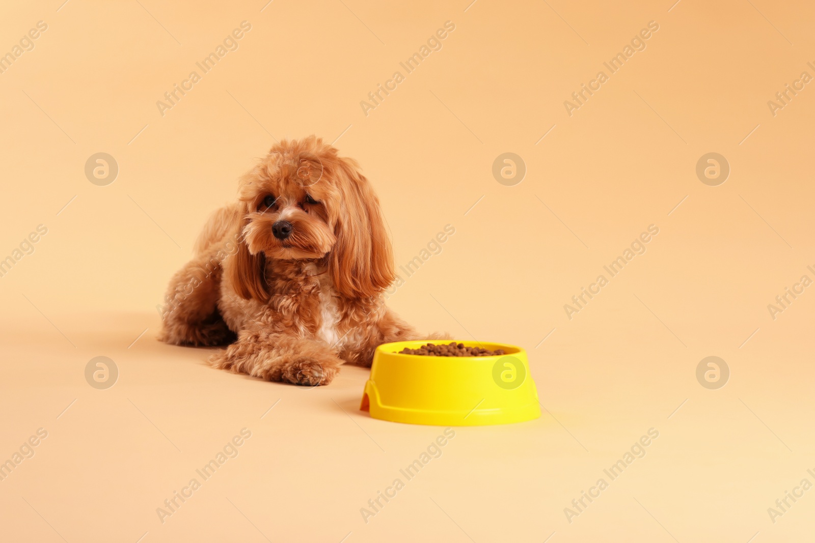 Photo of Feeding bowl with dry pet food and cute dog on beige background