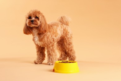 Photo of Feeding bowl with dry pet food and cute dog on beige background