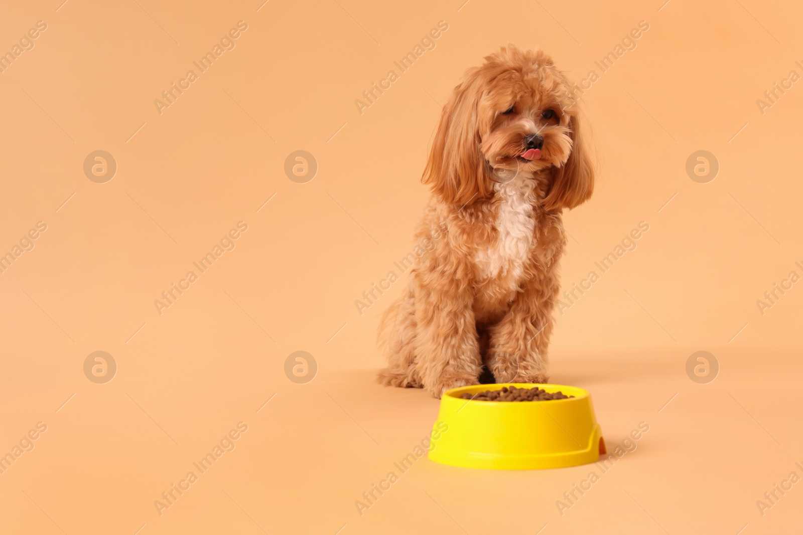 Photo of Feeding bowl with dry pet food and cute dog on beige background. Space for text