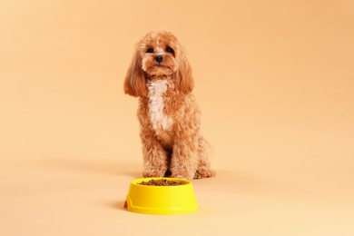 Photo of Feeding bowl with dry pet food and cute dog on beige background