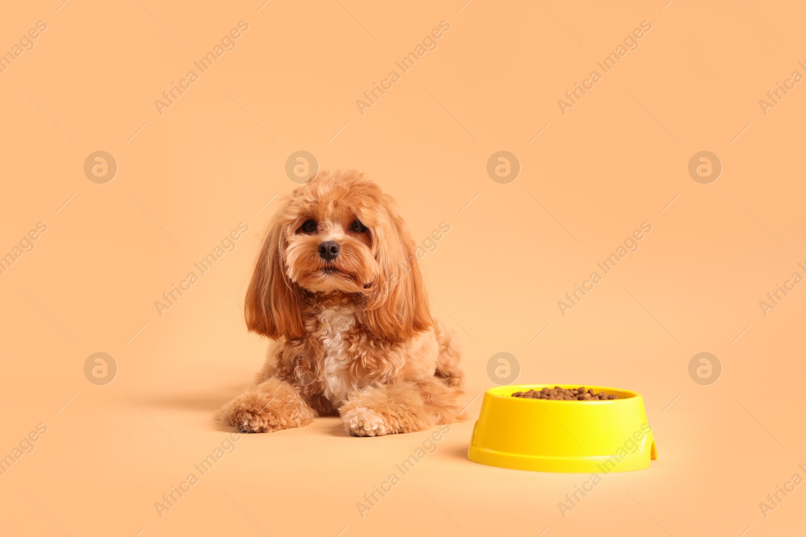 Photo of Feeding bowl with dry pet food and cute dog on beige background