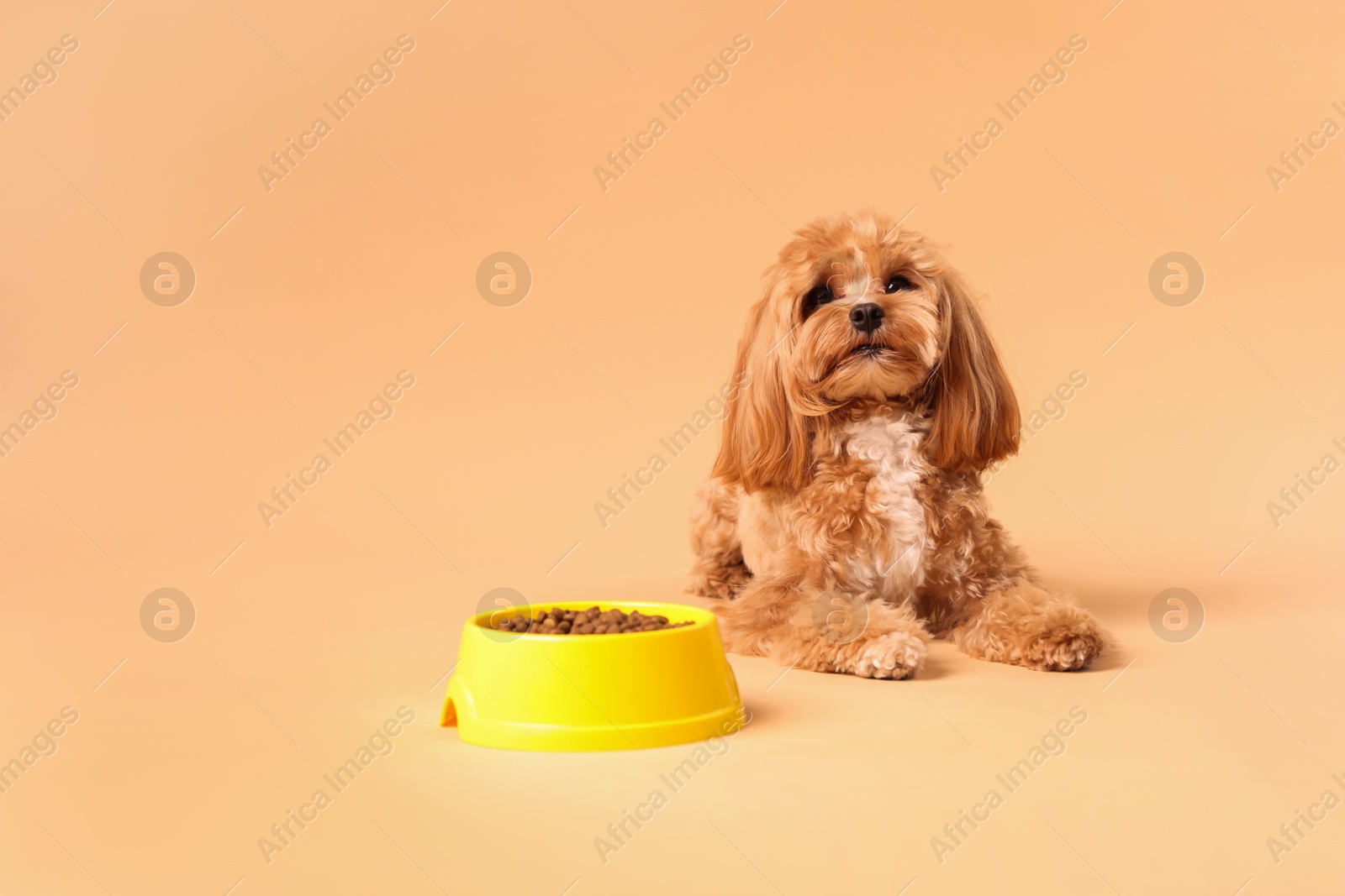 Photo of Feeding bowl with dry pet food and cute dog on beige background. Space for text