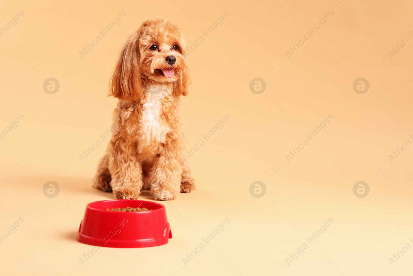 Photo of Feeding bowl with dry pet food and cute dog on beige background. Space for text