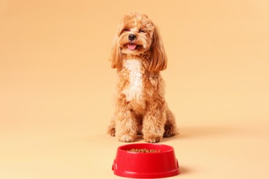 Photo of Feeding bowl with dry pet food and cute dog on beige background