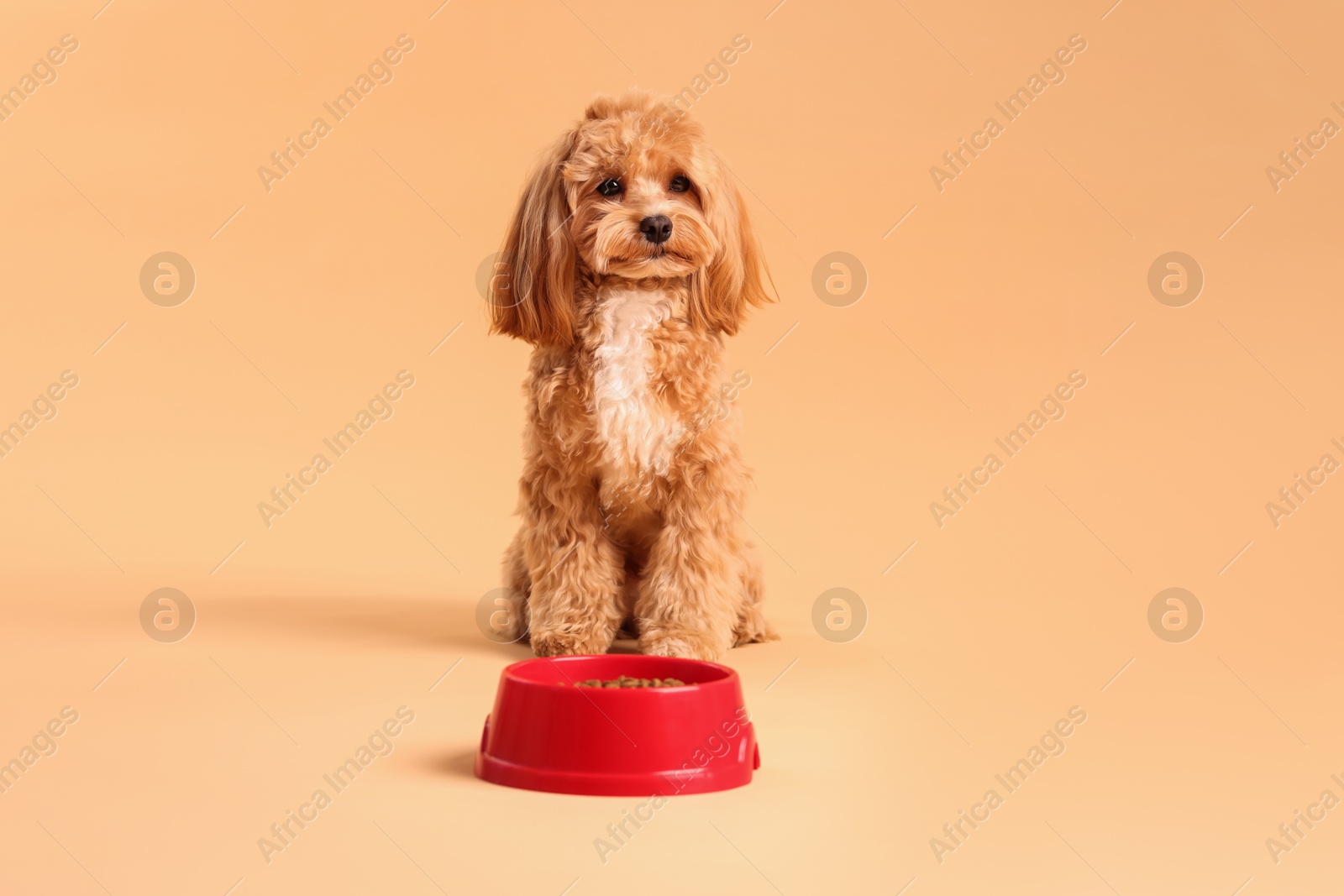 Photo of Feeding bowl with dry pet food and cute dog on beige background