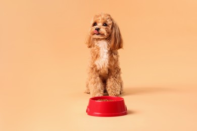 Photo of Feeding bowl with dry pet food and cute dog on beige background