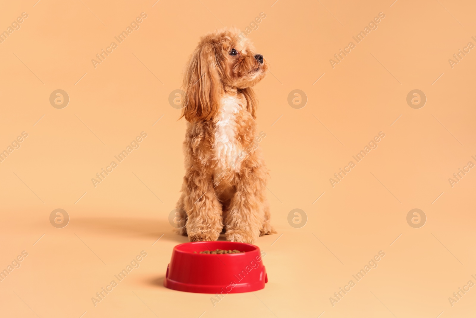 Photo of Feeding bowl with dry pet food and cute dog on beige background