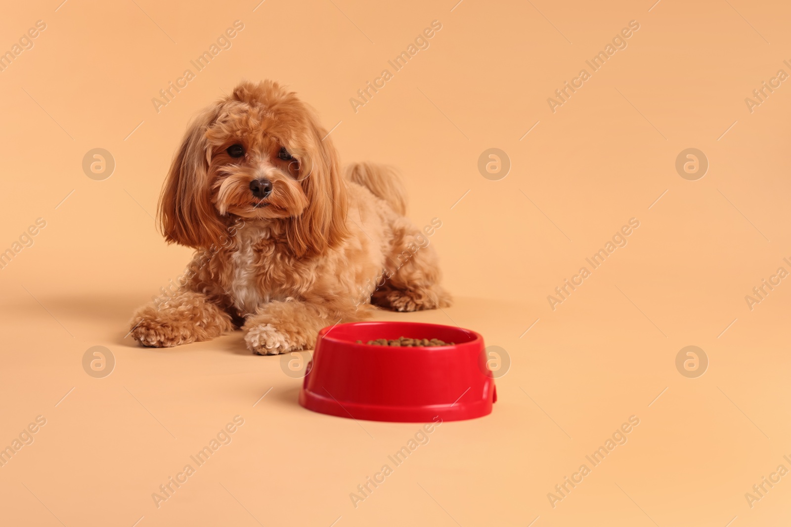 Photo of Feeding bowl with dry pet food and cute dog on beige background. Space for text