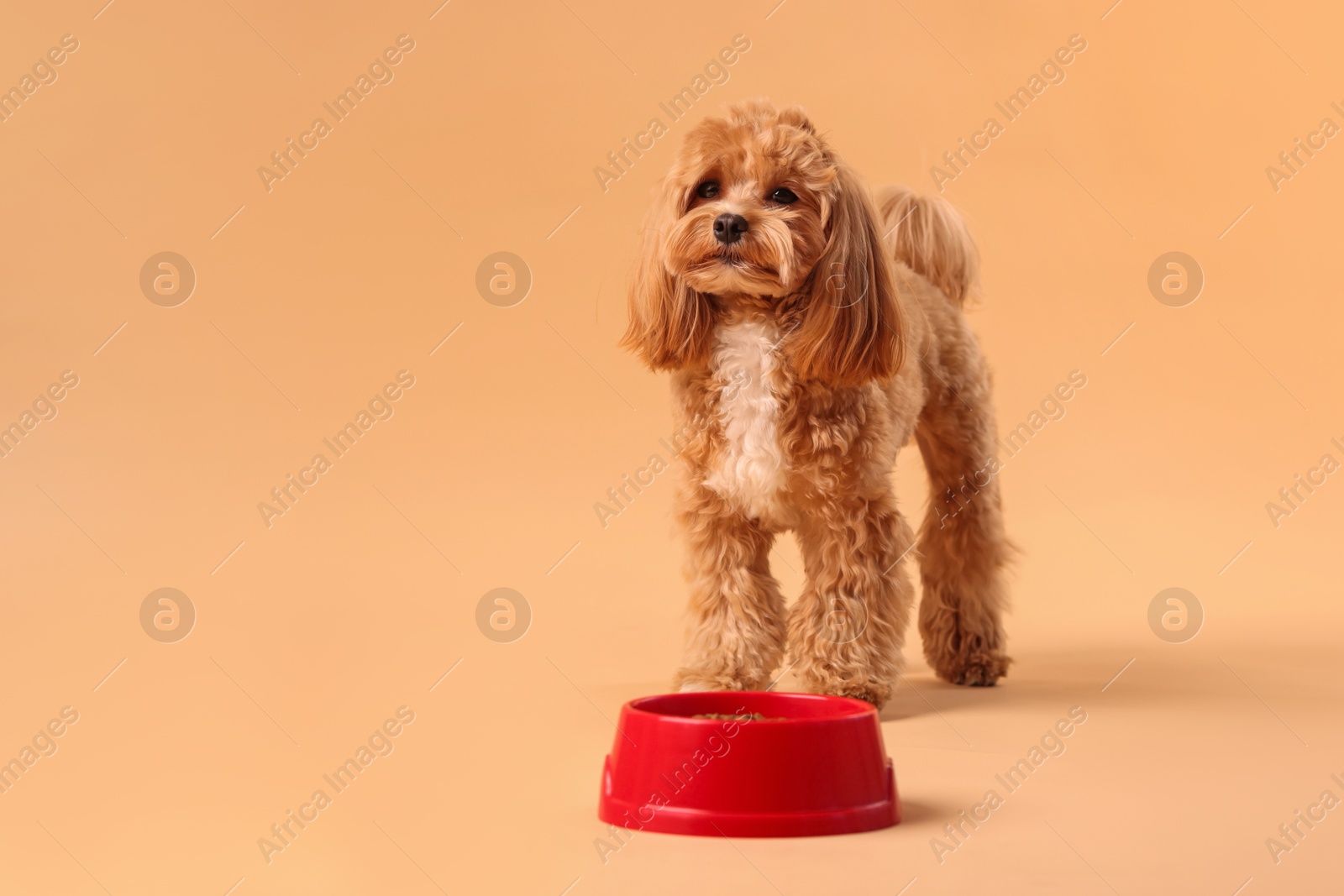 Photo of Feeding bowl with dry pet food and cute dog on beige background. Space for text