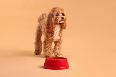 Photo of Feeding bowl with dry pet food and cute dog on beige background