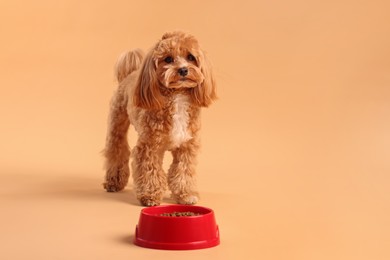 Photo of Feeding bowl with dry pet food and cute dog on beige background