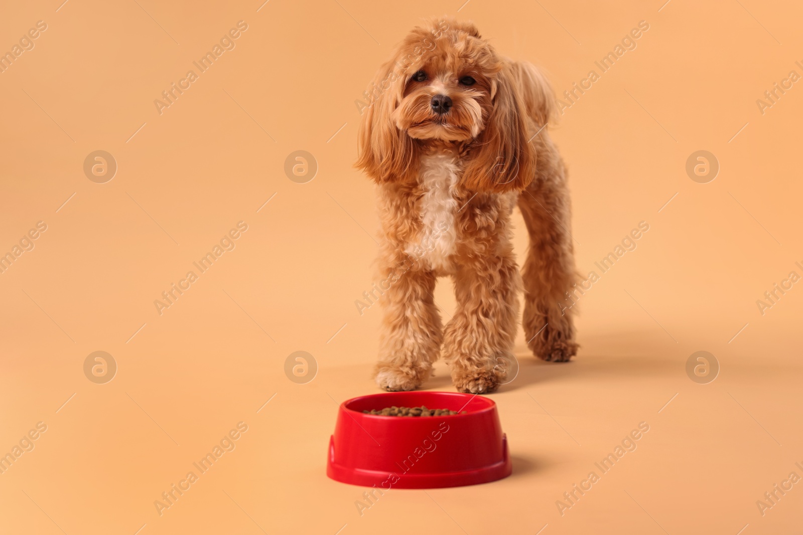 Photo of Feeding bowl with dry pet food and cute dog on beige background. Space for text