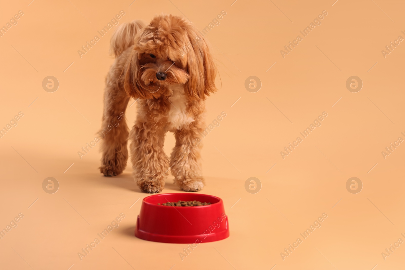 Photo of Feeding bowl with dry pet food and cute dog on beige background. Space for text