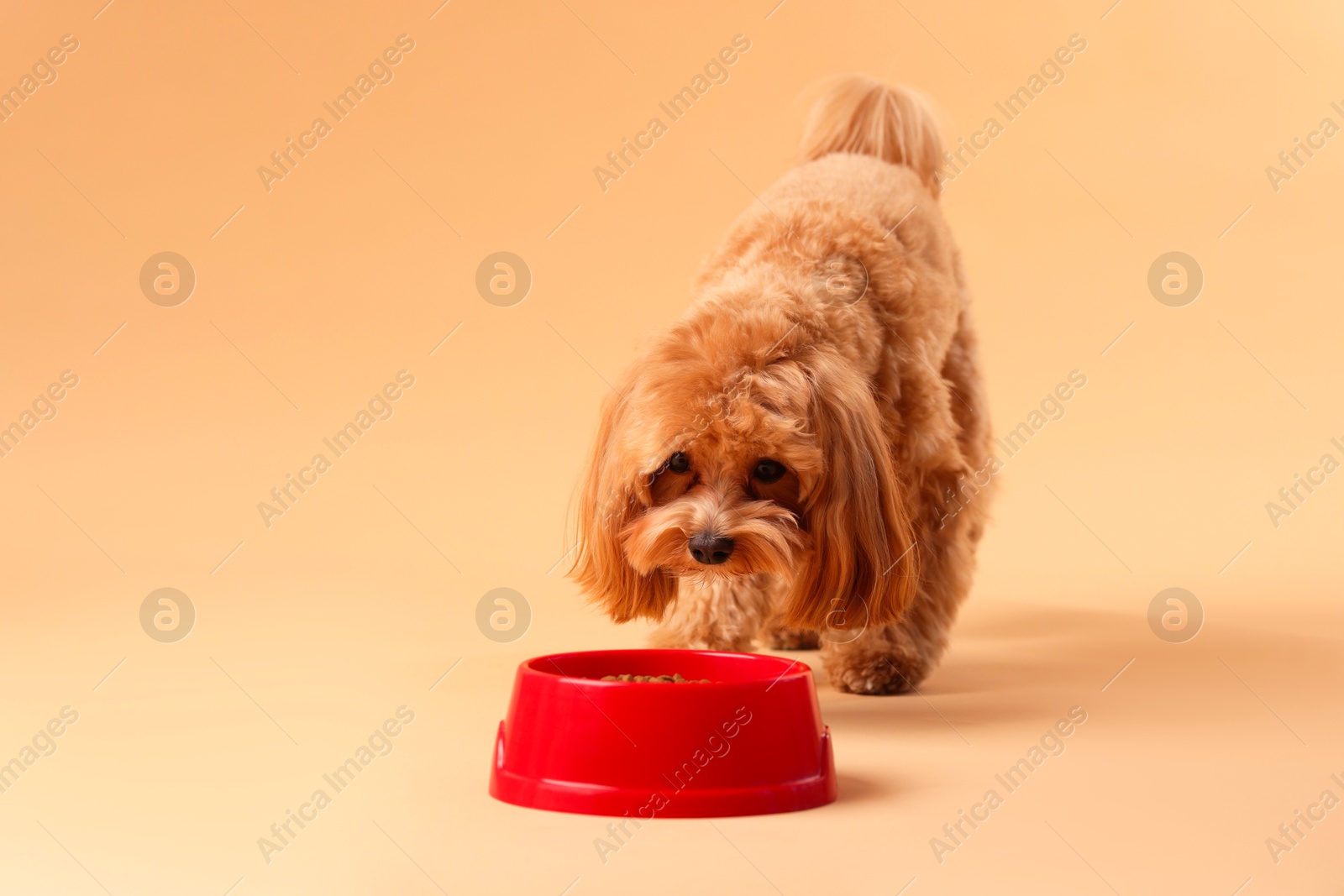 Photo of Cute dog eating pet food from feeding bowl on beige background. Space for text