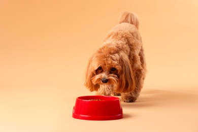 Photo of Cute dog eating pet food from feeding bowl on beige background. Space for text