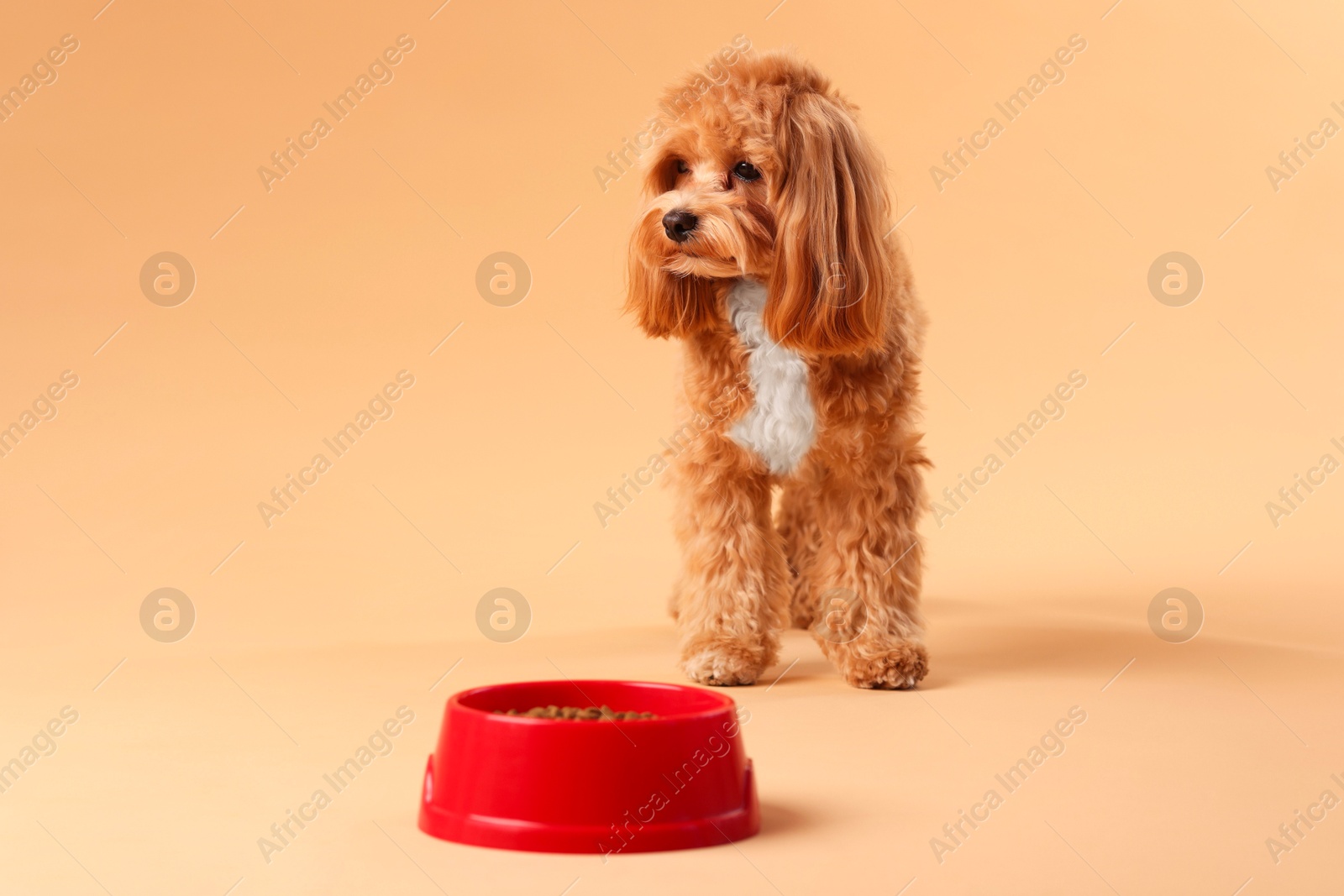 Photo of Feeding bowl with dry pet food and cute dog on beige background. Space for text