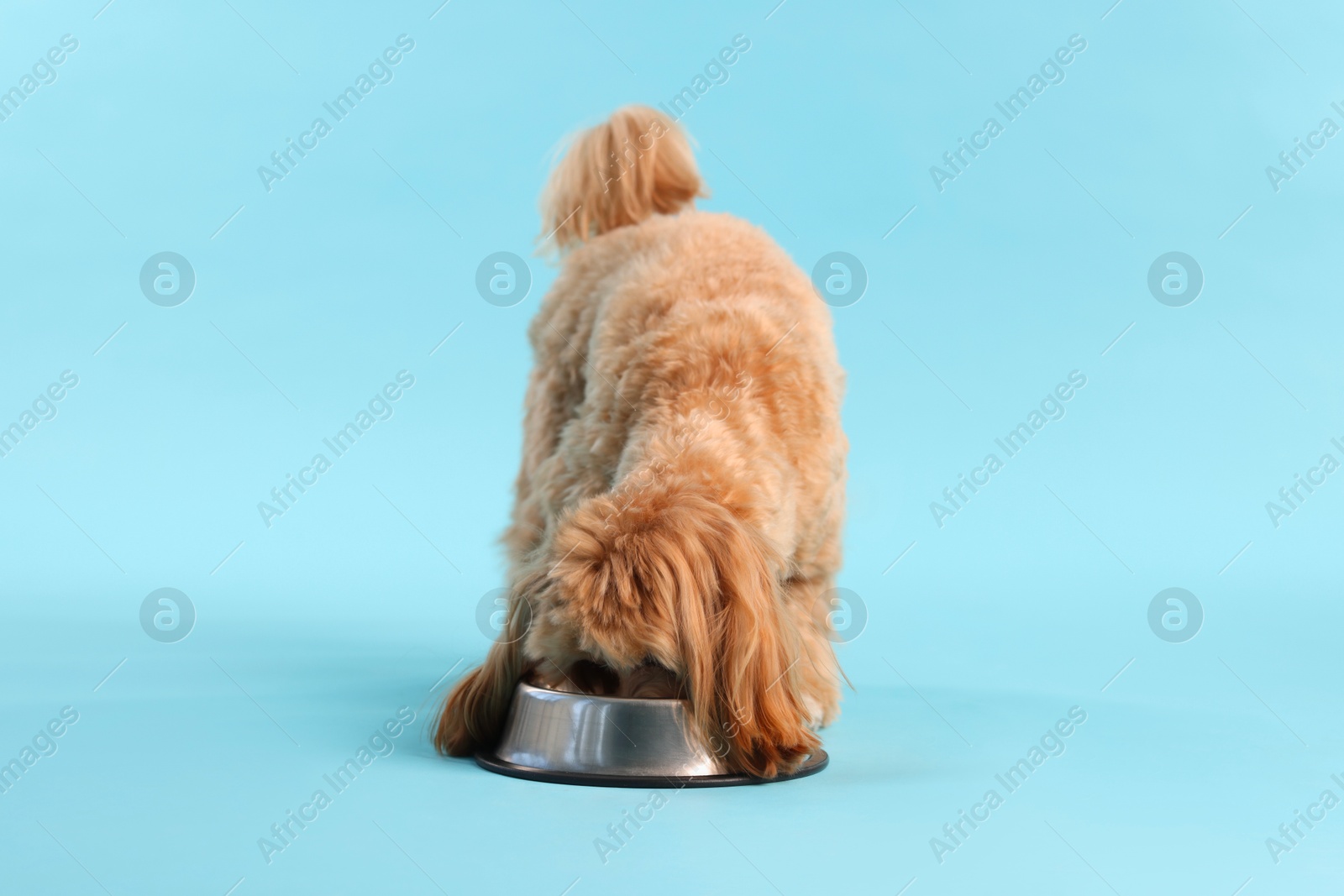 Photo of Cute dog eating pet food from feeding bowl on light blue background