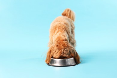 Photo of Cute dog eating pet food from feeding bowl on light blue background