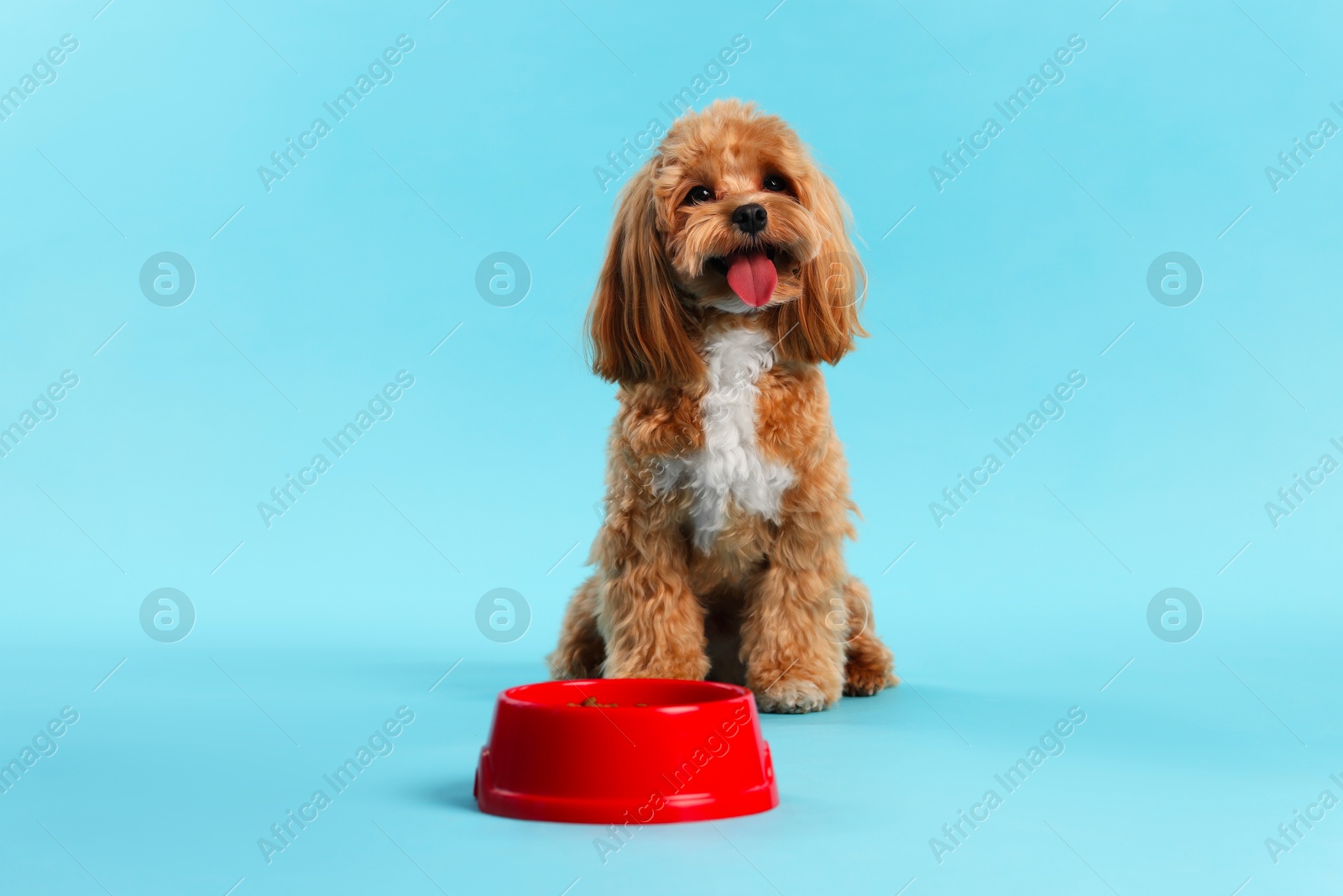 Photo of Feeding bowl with dry pet food and cute dog on light blue background