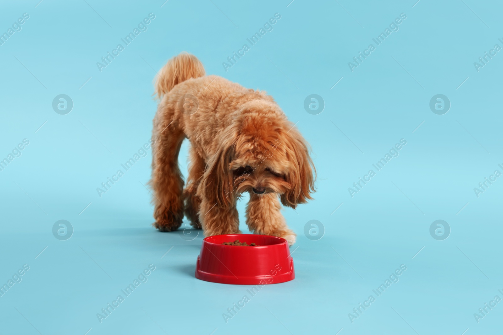 Photo of Cute dog eating pet food from feeding bowl on light blue background