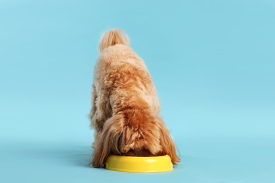 Photo of Cute dog eating pet food from feeding bowl on light blue background