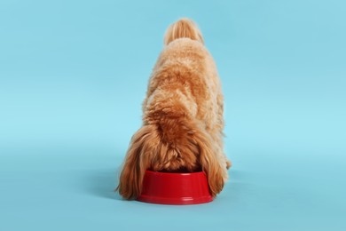 Photo of Cute dog eating pet food from feeding bowl on light blue background