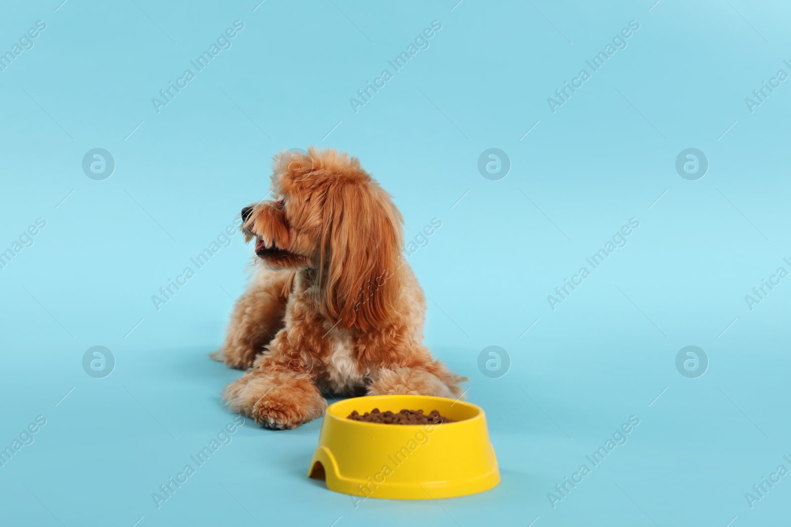 Photo of Feeding bowl with dry pet food and cute dog on light blue background