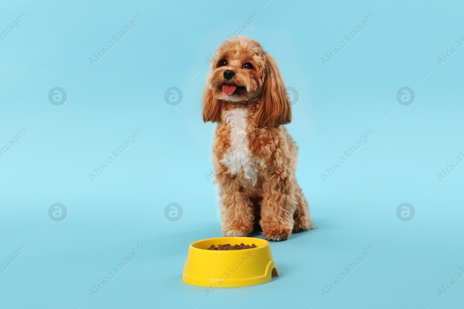 Photo of Feeding bowl with dry pet food and cute dog on light blue background