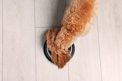 Photo of Cute dog eating pet food from feeding bowl on floor, top view