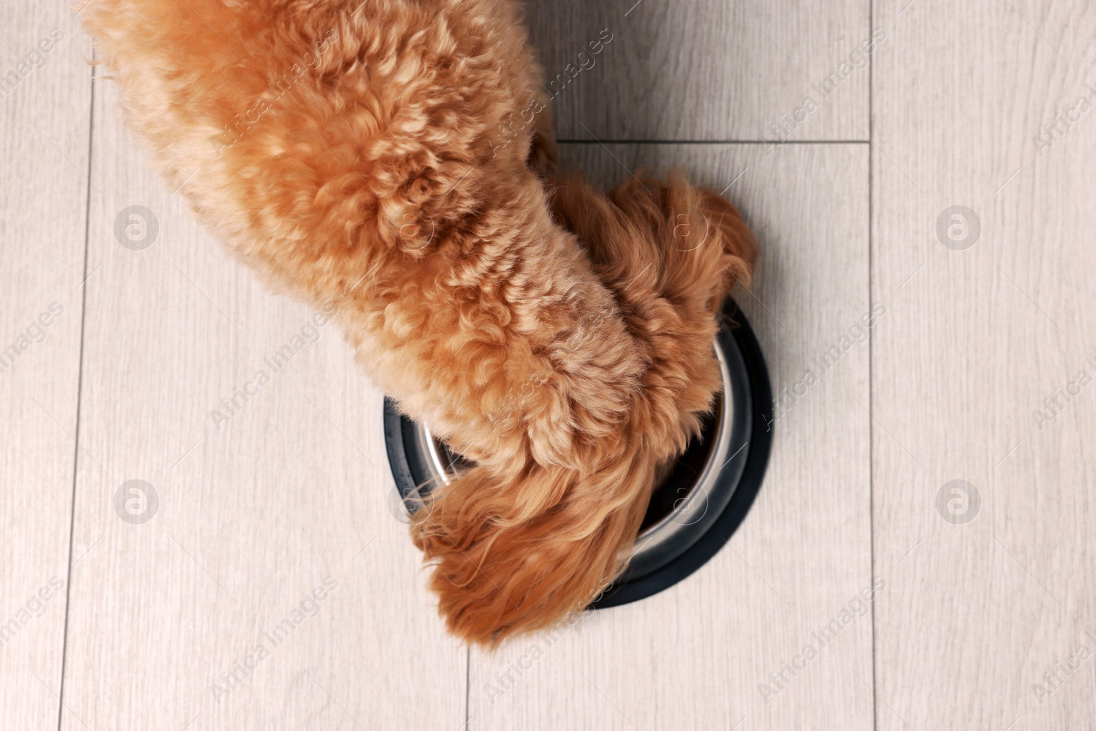 Photo of Cute dog eating pet food from feeding bowl on floor, top view