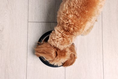 Photo of Cute dog eating pet food from feeding bowl on floor, top view