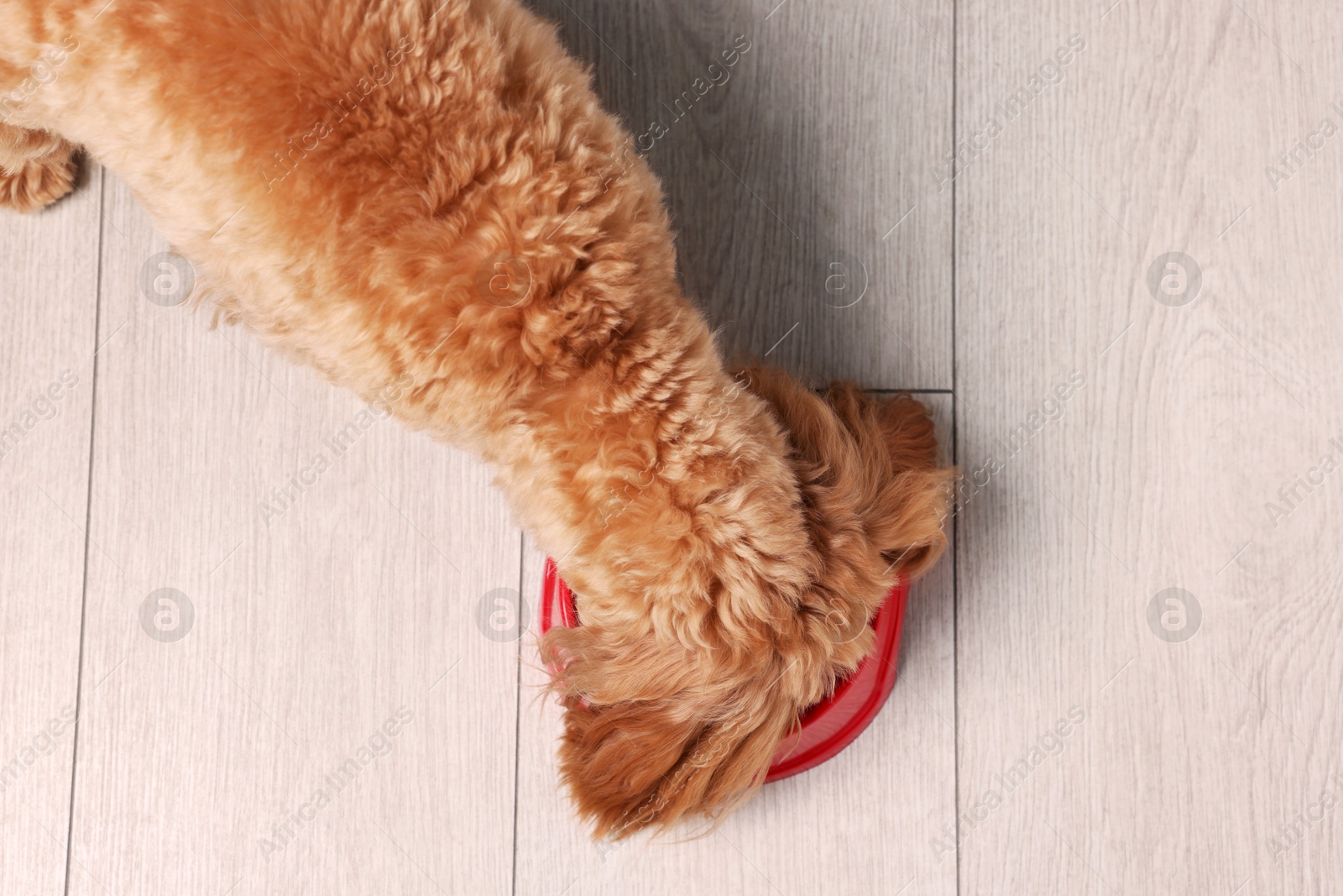 Photo of Cute dog eating pet food from feeding bowl on floor, top view