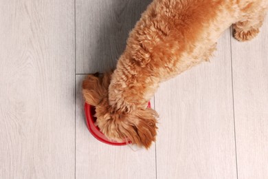 Photo of Cute dog eating pet food from feeding bowl on floor, top view