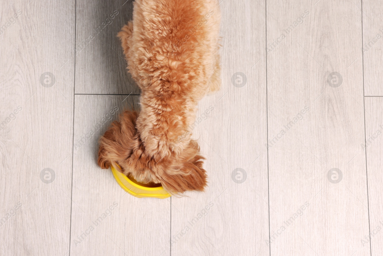 Photo of Cute dog eating pet food from feeding bowl on floor, top view. Space for text