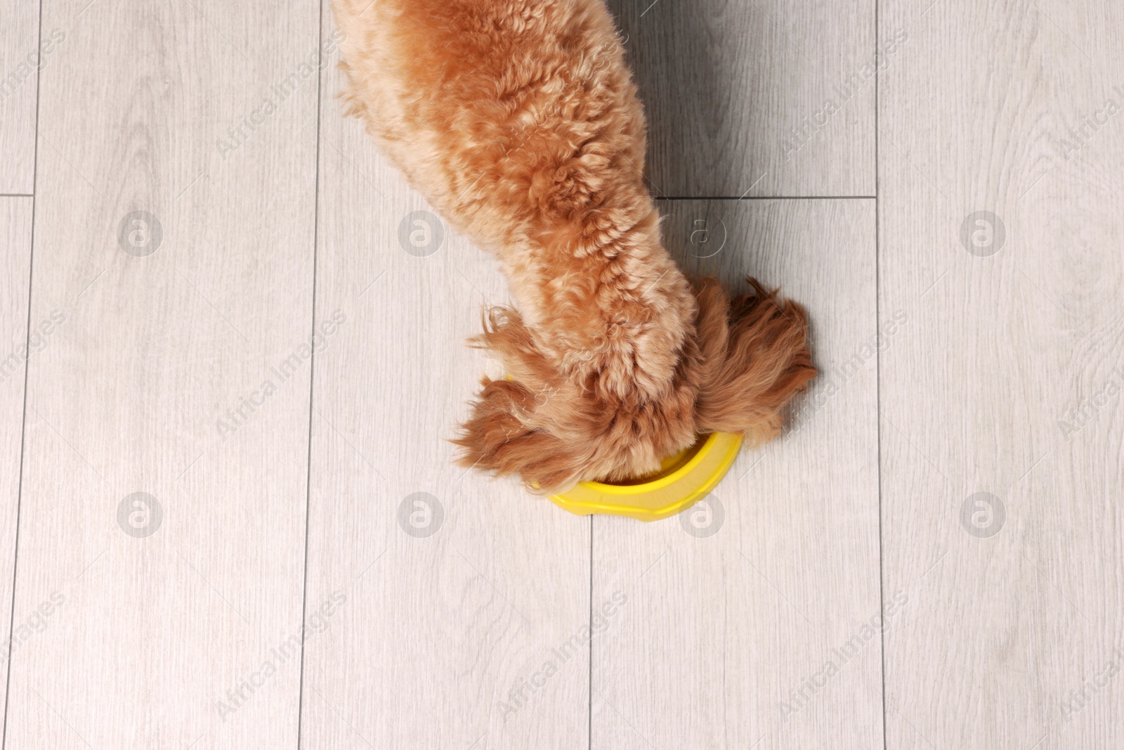 Photo of Cute dog eating pet food from feeding bowl on floor, top view. Space for text