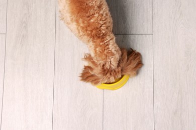 Photo of Cute dog eating pet food from feeding bowl on floor, top view. Space for text