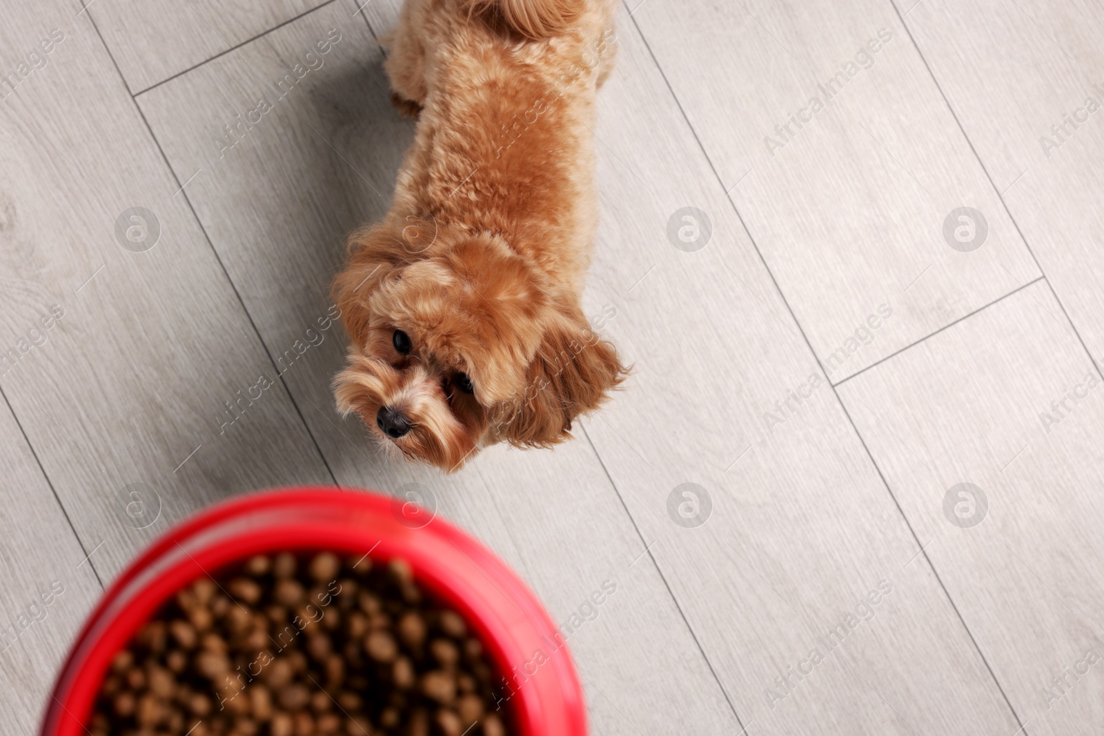 Photo of Giving bowl with dry pet food to cute dog indoors, closeup. Space for text