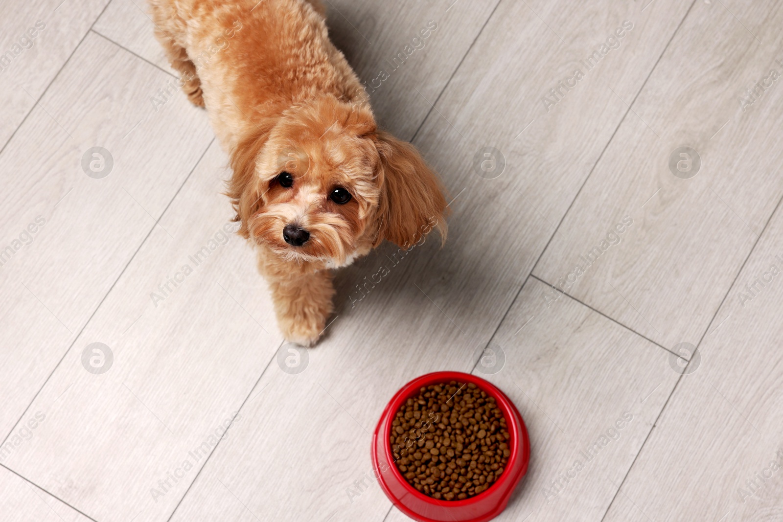 Photo of Feeding bowl with dry pet food and cute dog on floor, above view